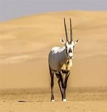 Majestic Arabian Ory
