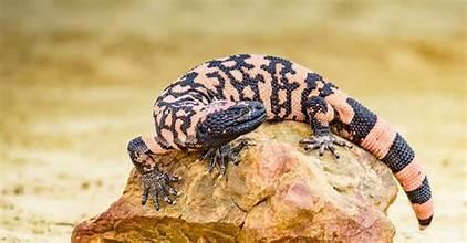 Gila monster