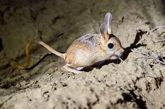 Nimble Jerboa