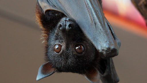 bat