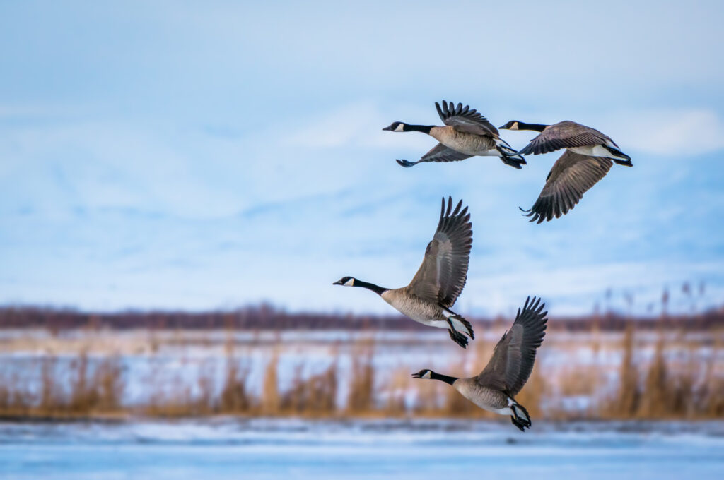 Migratory birds Migratory birds